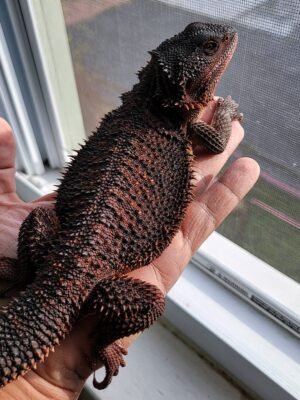 Mushu