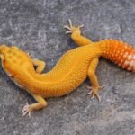 Tangerine Tremper Albino Het Eclipse Leopard Gecko For Sale
