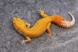 Tangerine Tremper Albino Het Eclipse Leopard Gecko For Sale