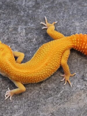 Tangerine Tremper Albino Het Eclipse Leopard Gecko For Sale
