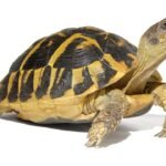 Giant Hermanns Tortoise Trio For Sale
