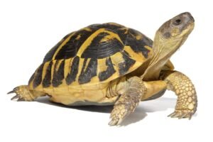 Giant Hermanns Tortoise Trio For Sale