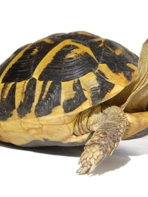 Giant Hermanns Tortoise Trio For Sale