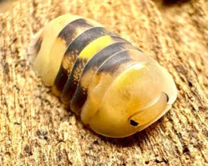 Firefly Isopods For Sale