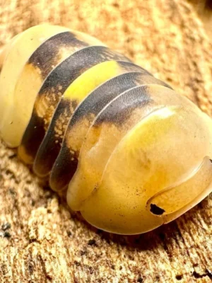 Firefly Isopods For Sale
