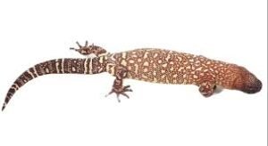 Mexican Beaded Lizard For Sale