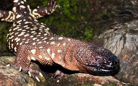 Mexican Beaded Lizard For Sale - Image 2