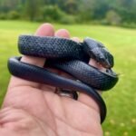 Eastern Indigo Snake For  sale – Drymarchon Couperi
