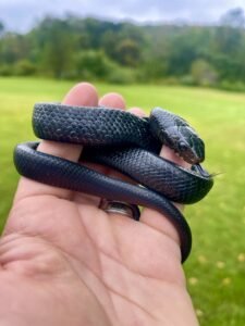Eastern Indigo Snake For sale – Drymarchon Couperi