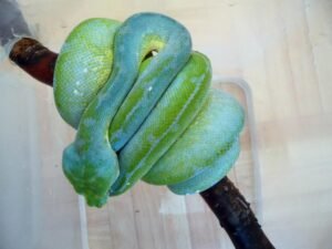 Jayapura Green Tree Python For Sale