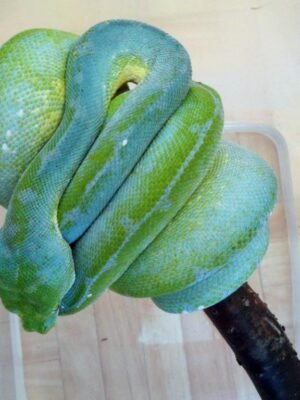 Jayapura Green Tree Python For Sale