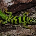 Green Thorny tail Iguana For Sale