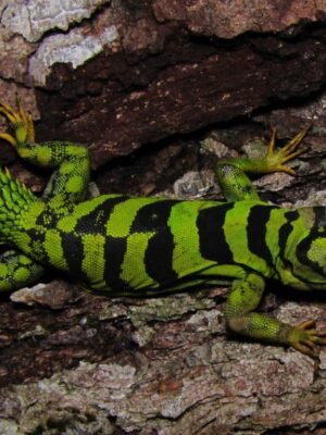 Green Thorny tail Iguana For Sale