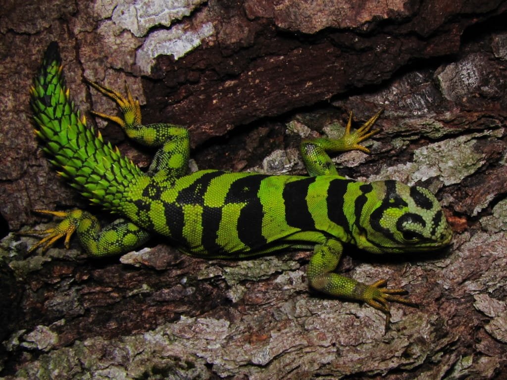 Green Thorny tail Iguana For Sale