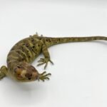C.B. Baby Monkey tail Skink For Sale