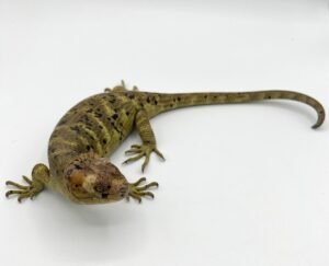 C.B. Baby Monkey tail Skink For Sale