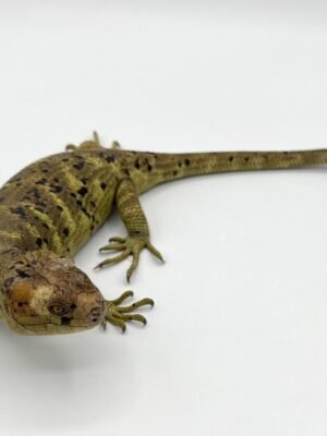 C.B. Baby Monkey tail Skink For Sale