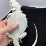 Zuko