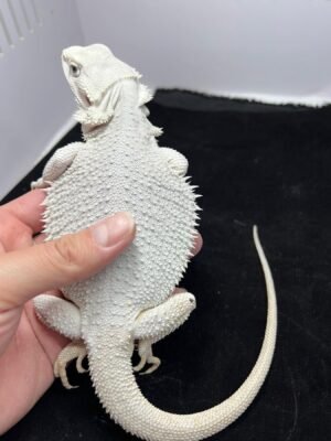Zuko