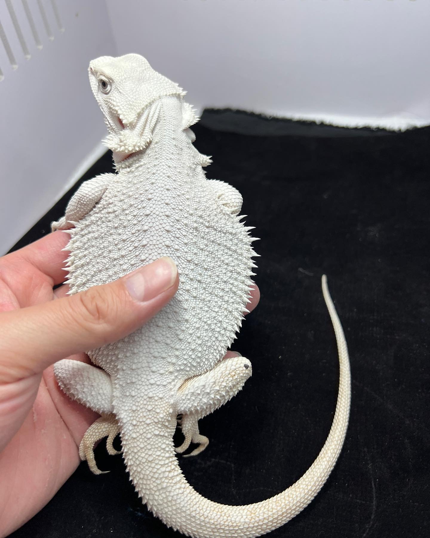 Zuko