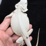Levi
