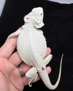 Levi