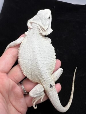 Levi