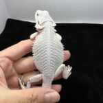 Roco