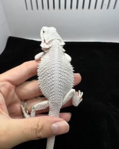 Roco