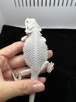 Roco