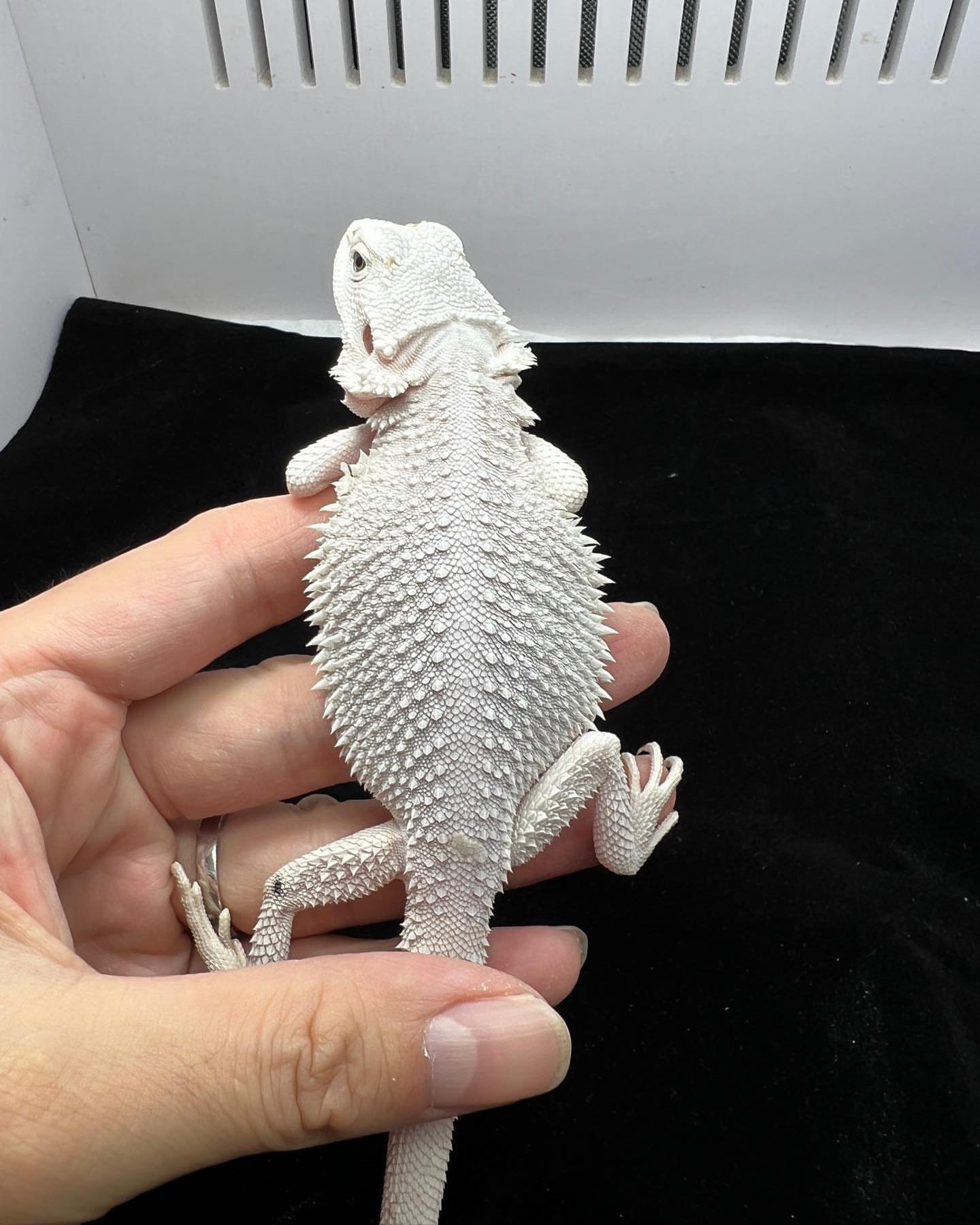 Roco
