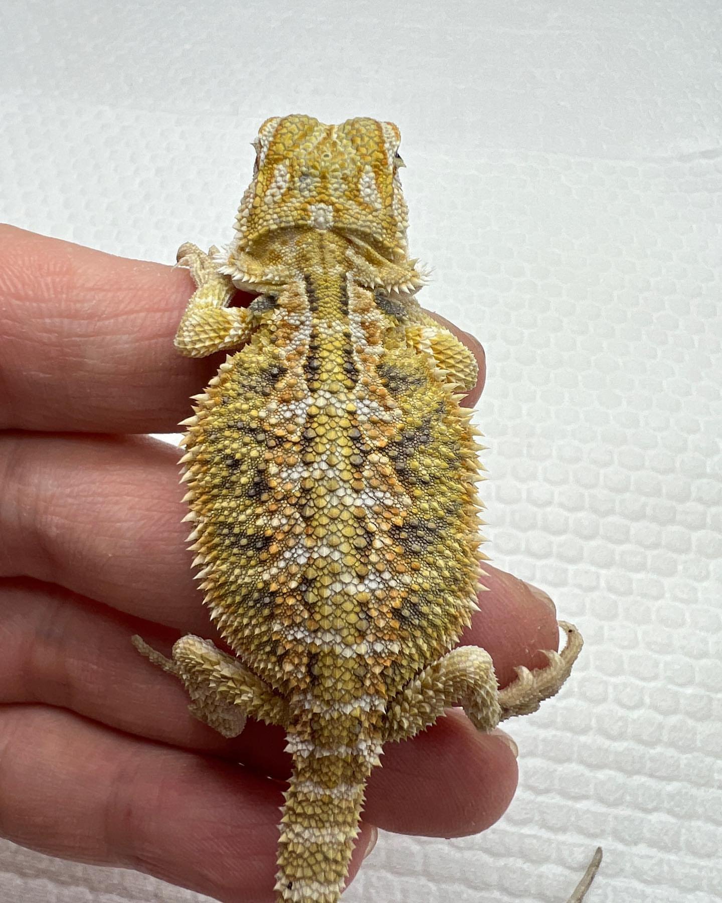 Bucho