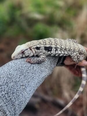 Igor