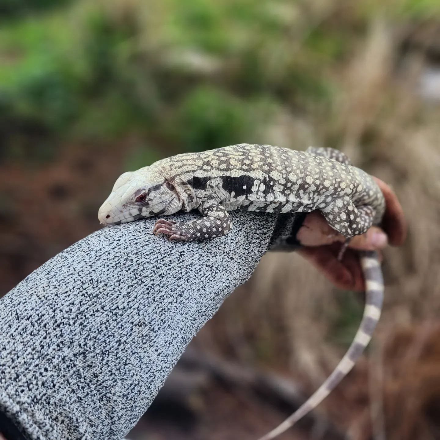 Igor