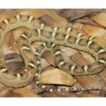 Baby Scaleless Het Caramel Cornsnake For sale