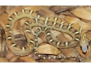 Baby Scaleless Het Caramel Cornsnake For sale