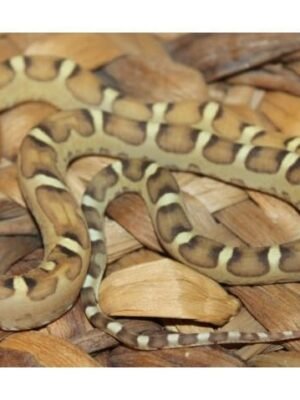 Baby Scaleless Het Caramel Cornsnake For sale