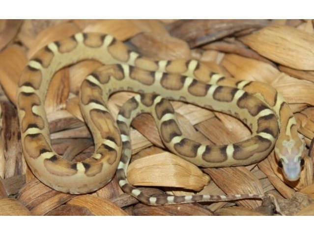 Baby Scaleless Het Caramel Cornsnake For sale