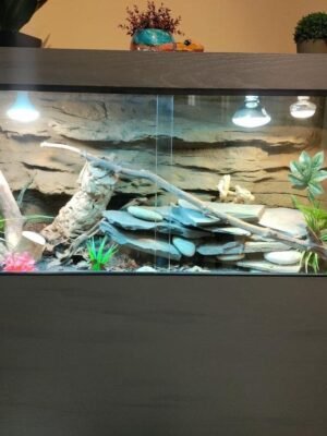 55 Gallon Tank