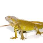 Yearling Hypo Green Iguana For Sale