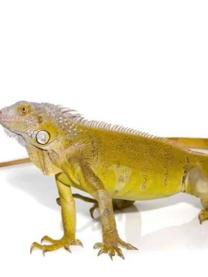 Yearling Hypo Green Iguana For Sale