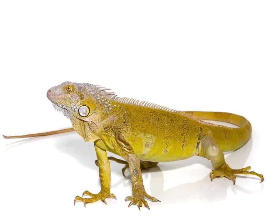 Yearling Hypo Green Iguana For Sale