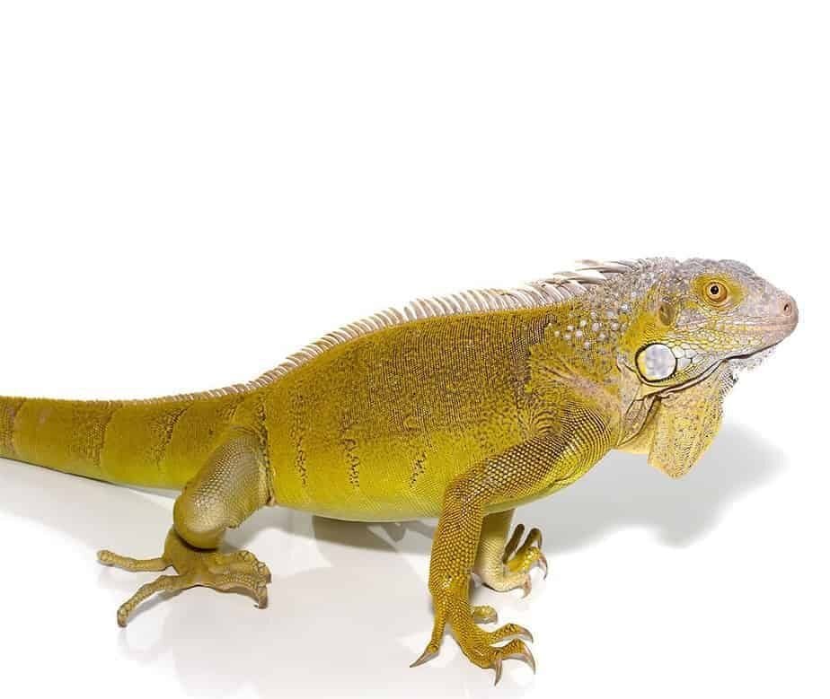 Yearling Hypo Green Iguana For Sale - Image 2