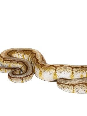 Lesser Spider AHI Ball Python For Sale