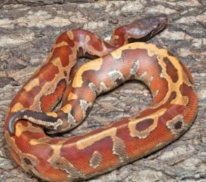 Bangka Blood Python For Sale