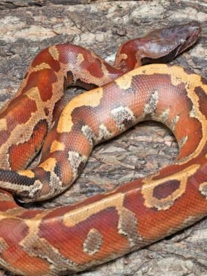 Bangka Blood Python For Sale