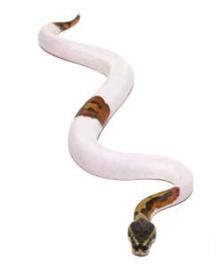 Scaleless Head Pied Ball Python For Sale