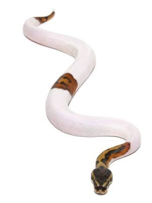 Scaleless Head Pied Ball Python For Sale