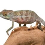 Panther Chameleon For Sale