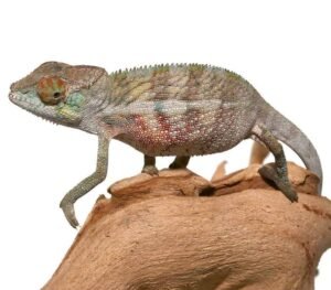 Panther Chameleon For Sale